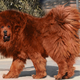 Illustration for article titled Chinese zoo tries to pass off a dog as a lion